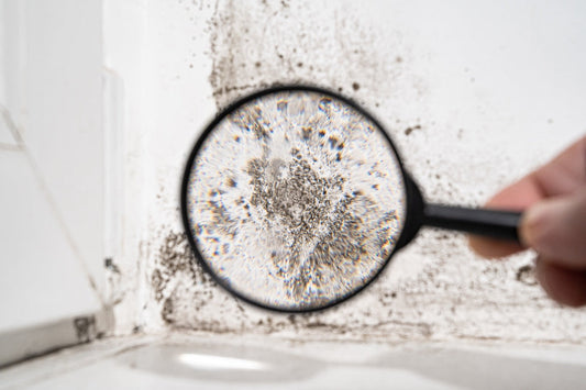 close-up-mould-surface